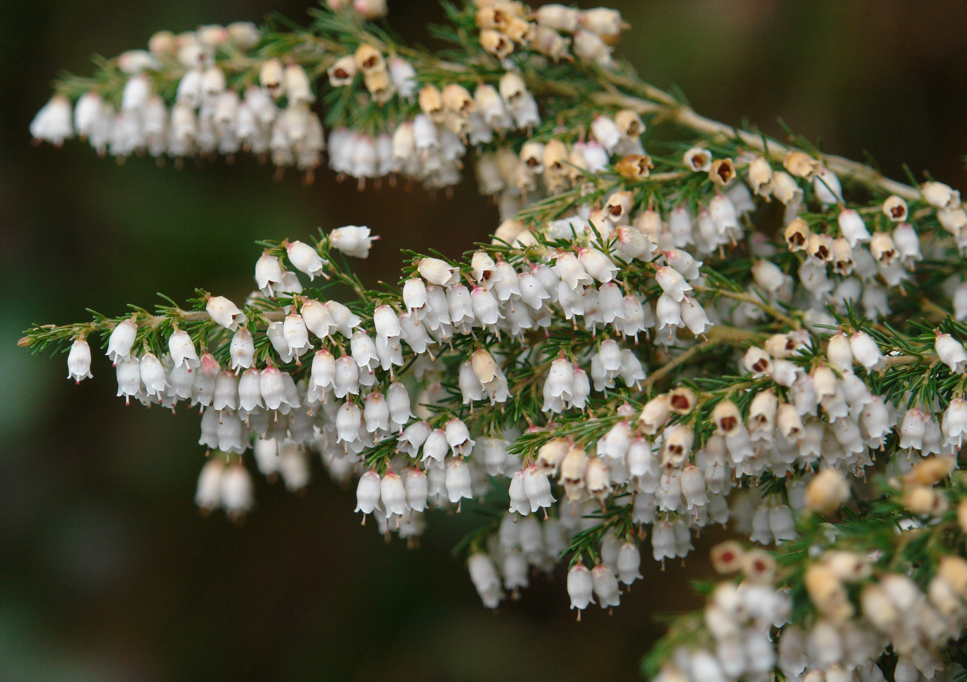 Erica lusitanica Topinburu mendian