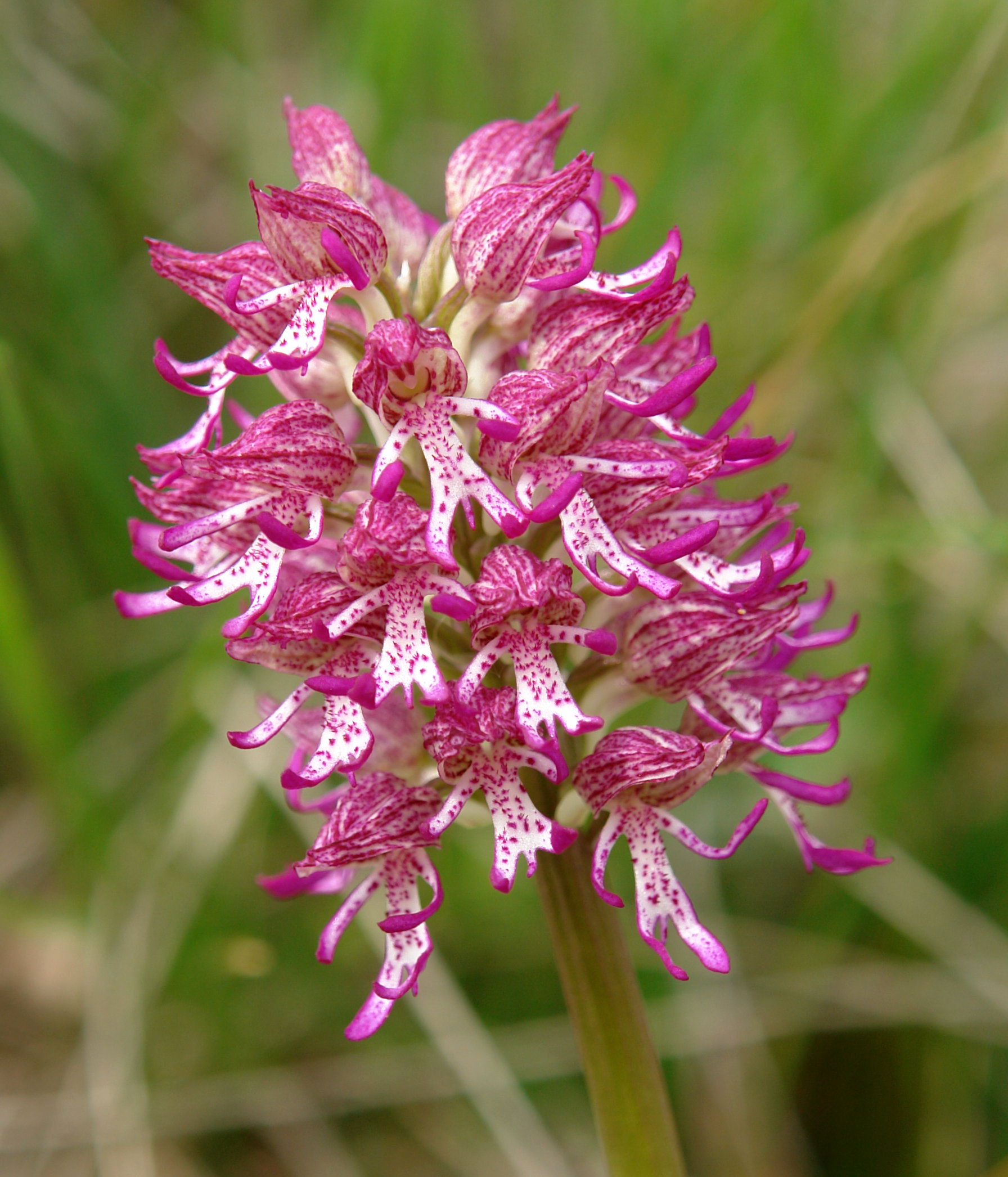 Orchis simia Taxoare mendian