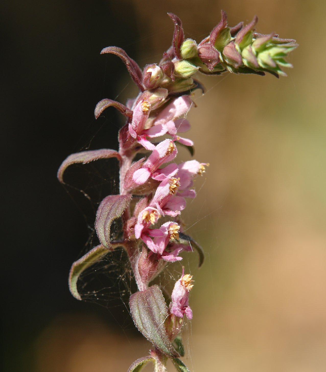 Odontites vernus Erga mendian