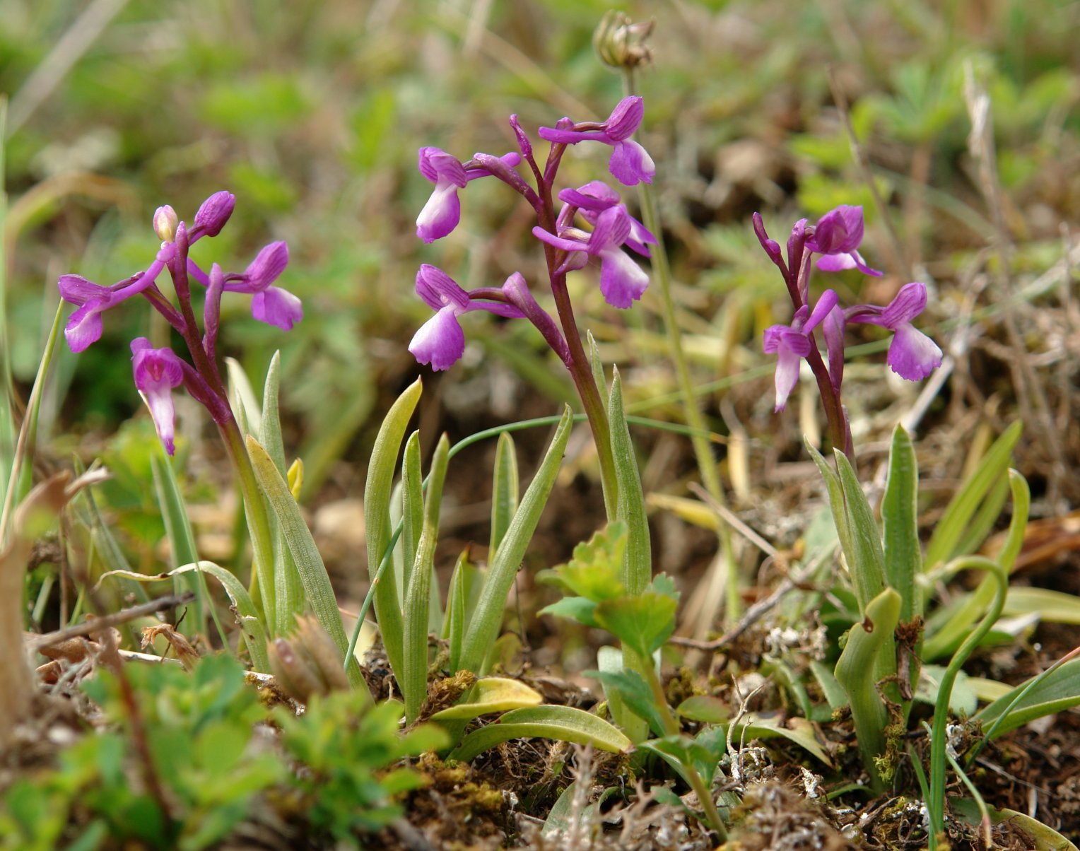 Orchis champagneuxii Taxoare mendian