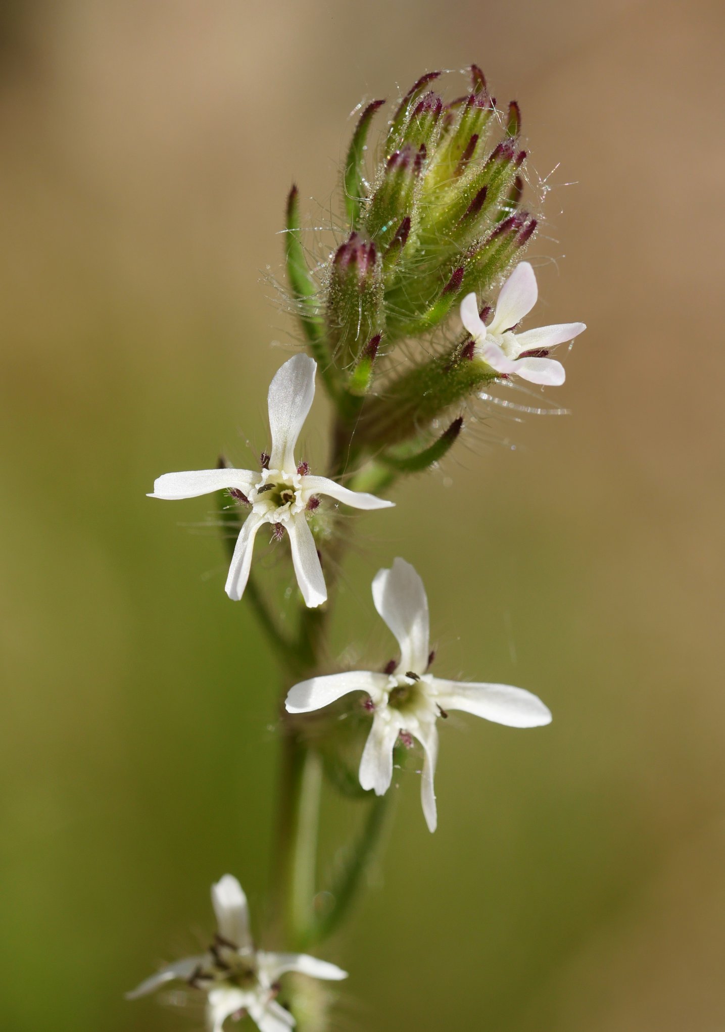 Silene gallica