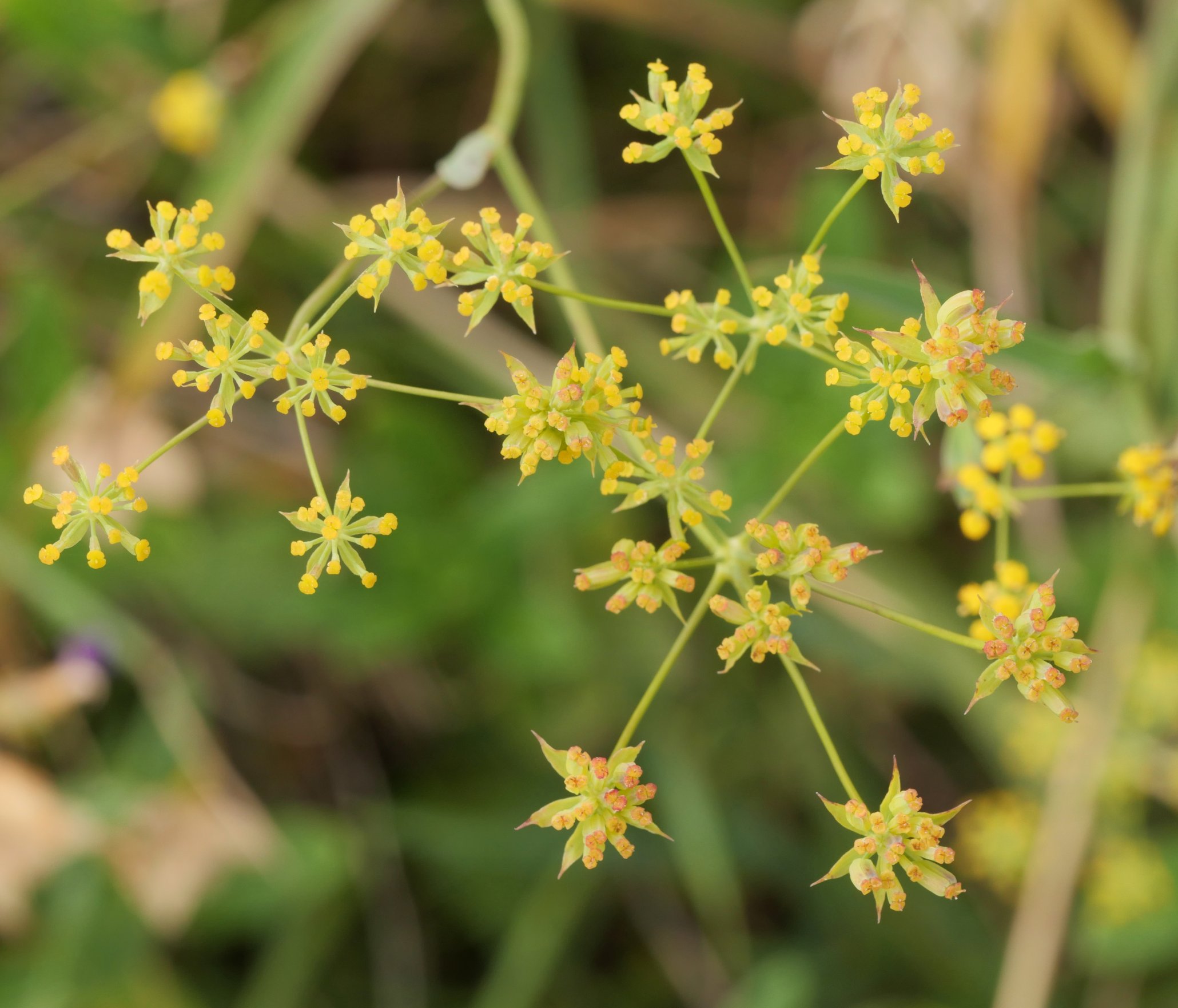 Bupleurum falcatum Lapazarra mendian