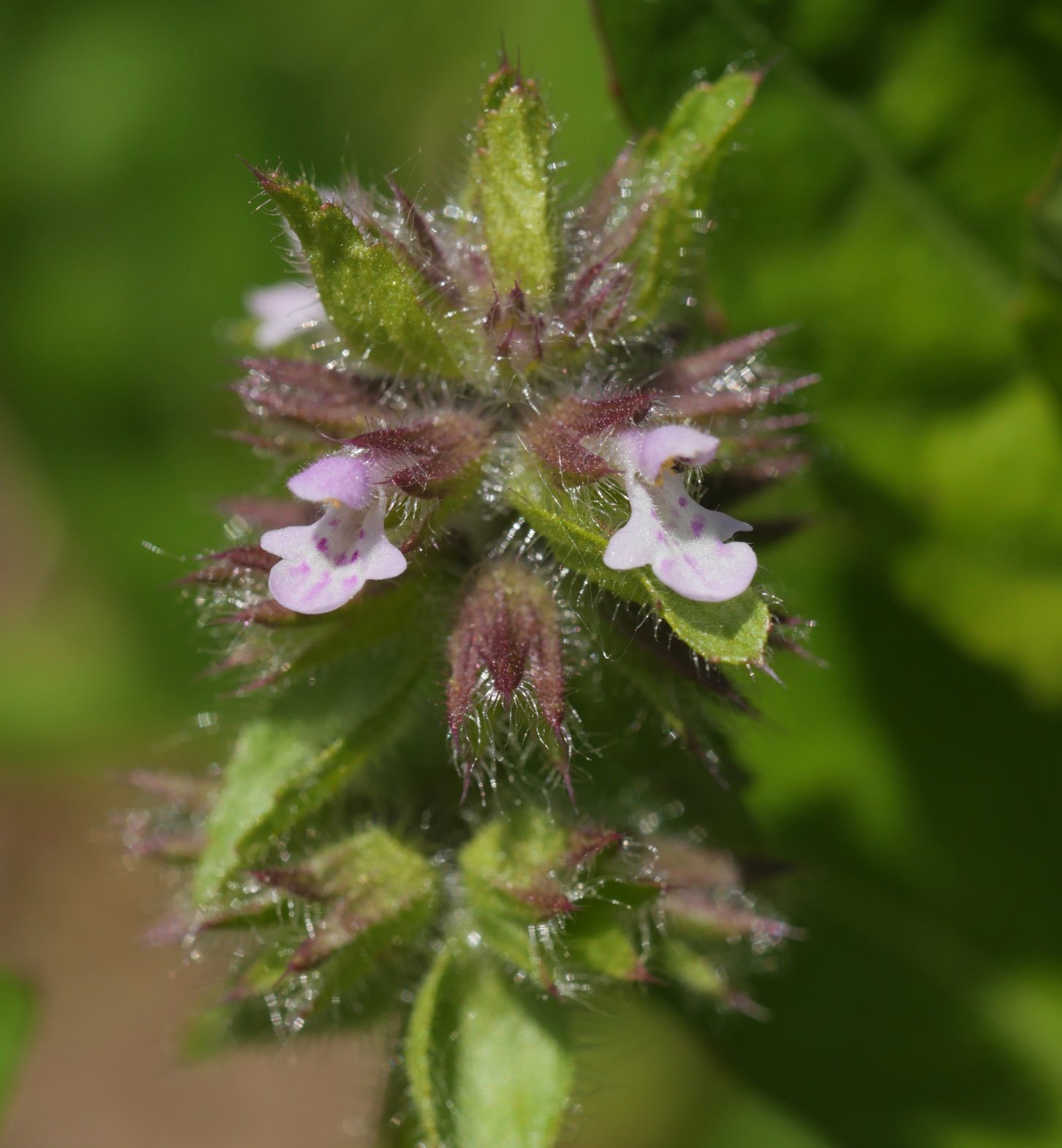 Stachys arvensis Orio aldean