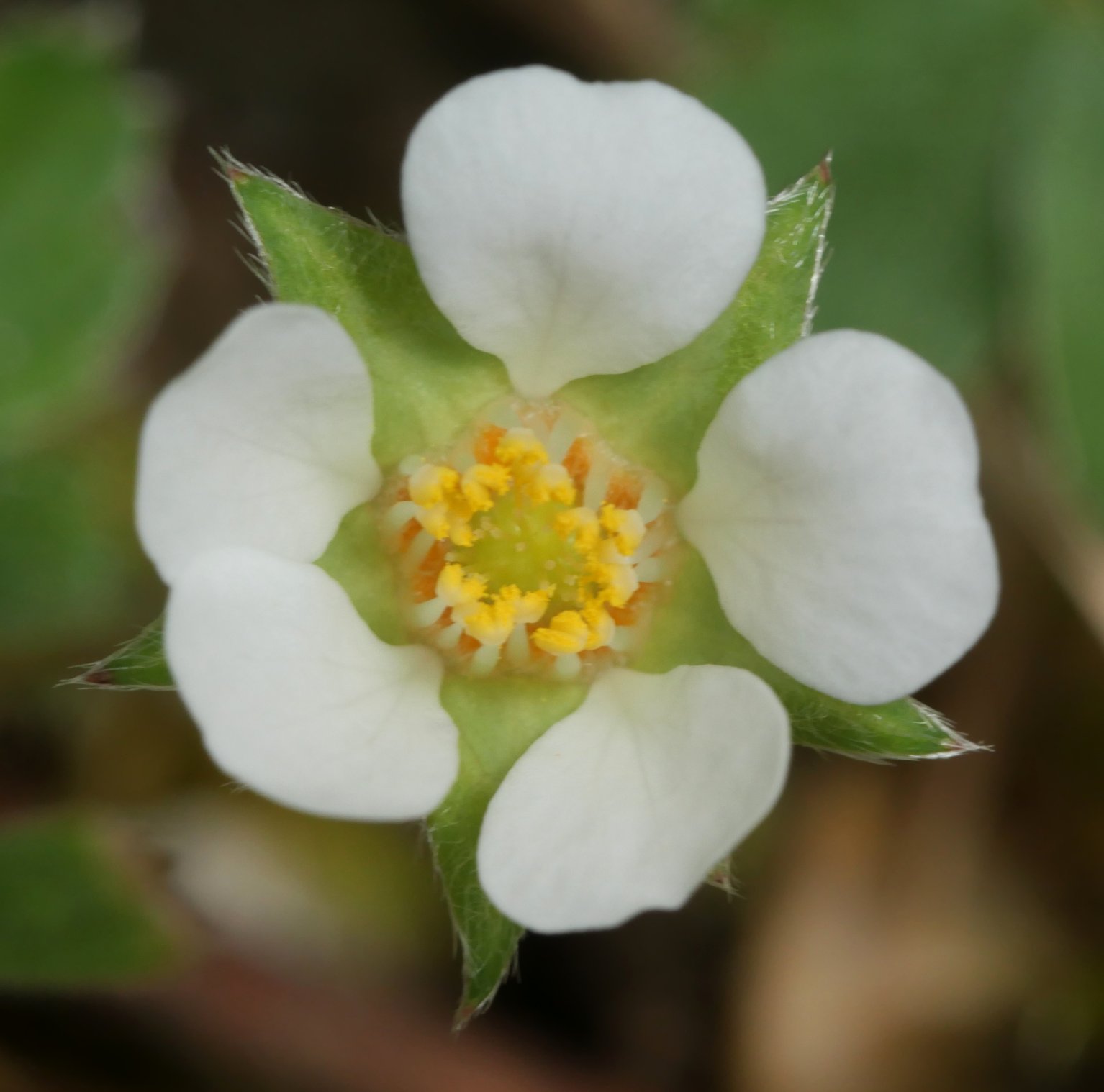 Potentilla sterilis Mugiro aldean