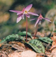 Pagadiko itzalpeko lorea