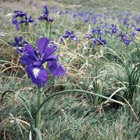 Loreak La Solanako larrean