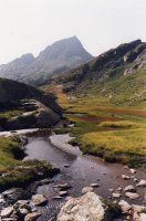 Tavascaneko goilarreak