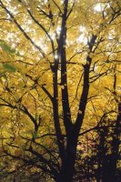 Ordesako pagoak udazkenean