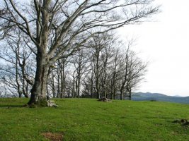 Tontorra