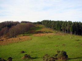 Tontor inguruko larre eta basoak