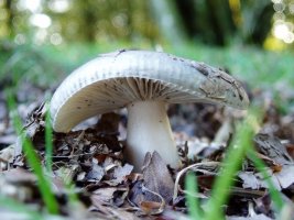 Gibelurdina