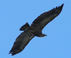 Fauna del lugar