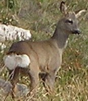Fauna del lugar