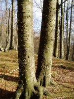 Beldar izurritea