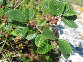 Hostoak eta fruituak