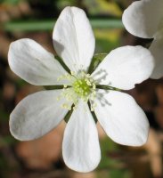Lorea, zuria oraingoan, pagadian