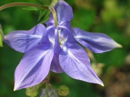 Lorearen atzealdea, ezproiak agerian dituela.