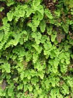 Horma zahar bat estaliz