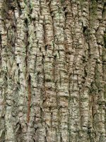 Enbor helduaren azala