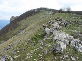 Mko bizkarra