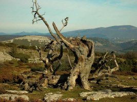 Sierra de Arkamu.