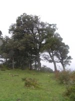 cima