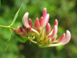 Zabaldu gabeko loreak