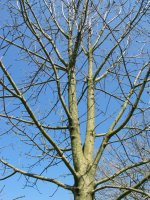 Zuhaitz gazte baten adartza