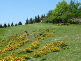 Tontorra
