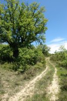 Iriso aldeko bidea