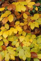 Hostoak udazkenean, horituta