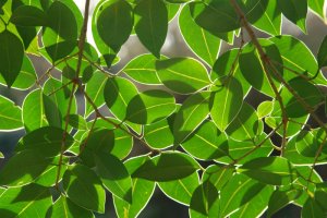 Hostoak, kontrargian