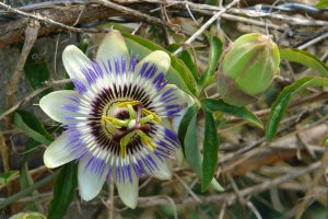 Lorea, zabalduta eta zabaltzeke