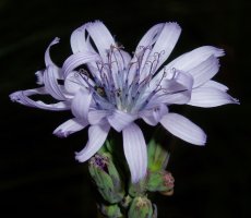 Cicerbita plumieri