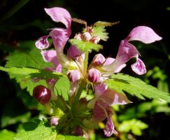 Asun borta (Lamium maculatum)