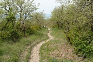Bizkarreko bidea