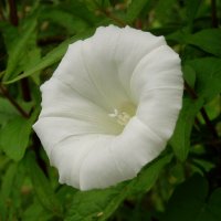 Eskiluntza edo ezkerte zuria (Calystegia sepium)