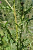 Hostoak eta zurtoina