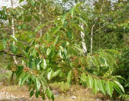 Fruituak eta hostoak