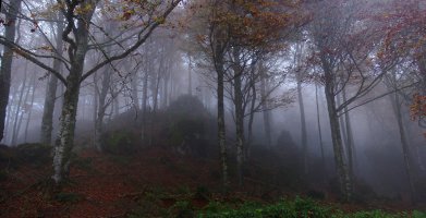 Menditxusiko basoa