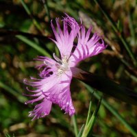 Lorea