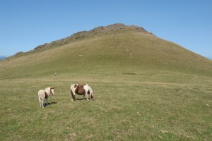 Ingurua