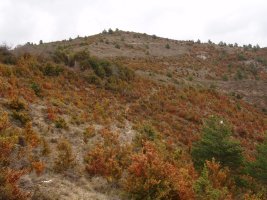 Salbatori