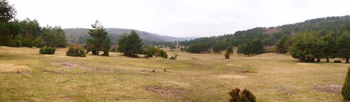 Legarozko larreak