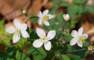 Leurtza inguruko pagadian, Nafarroan, apirilaren hasieran.