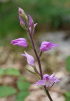 Urbasa, Nafarroa, ekainaren amaieran.