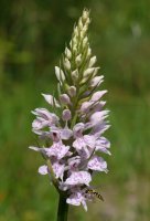 Txoritokieta, Gipuzkoa.