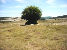 El  Espino  tumulua