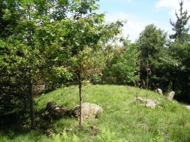 Arreginea