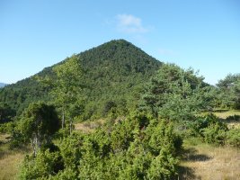 Rodil